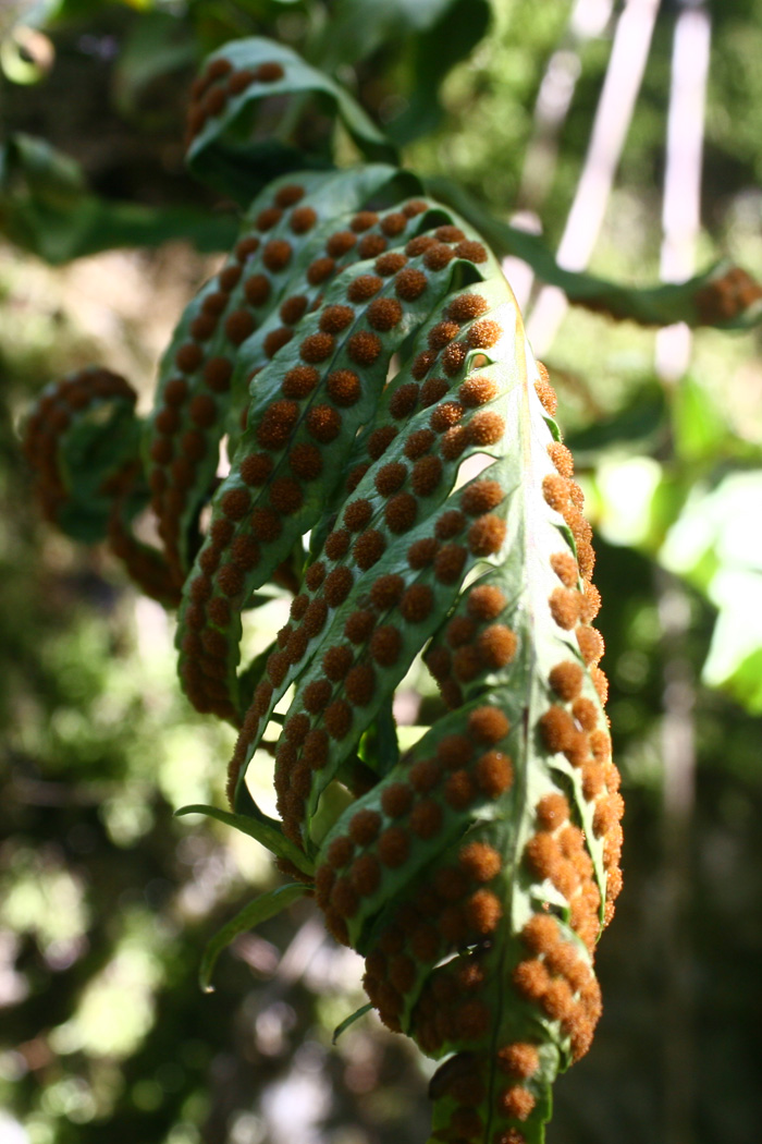 Polypodium cfr. cambricum